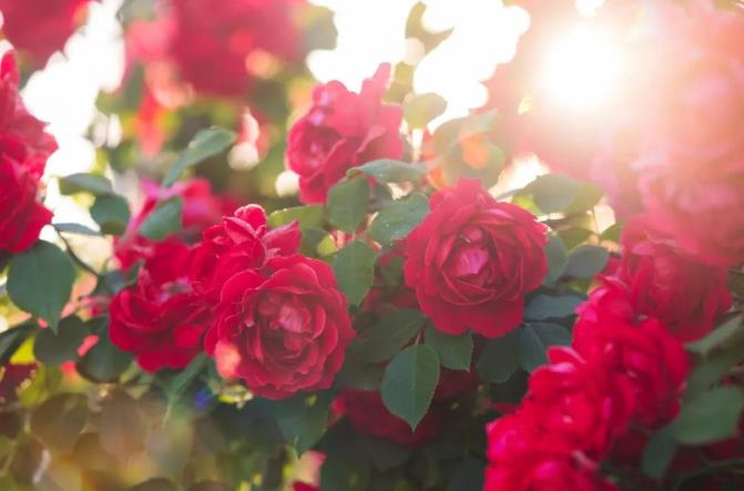 情人节的玫瑰都是“假”的？